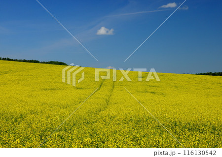 中欧のチェコ共和国 南モラヴィア州キヨフ近くのモラヴィア大草原 小さなチャペル前の菜の花畑の景色 中欧のチェコ共和国 南モラヴィア州キヨフ近くのモラヴィア大草原 小さなチャペル前の菜の花畑の景色 116130542