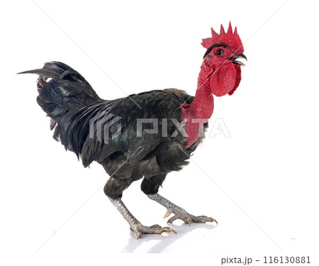 bantam Naked Neck chicken in studio bantam Naked Neck chicken in studio 116130881