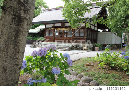 愛知　一宮　御裳神社あじさい庭園散策・40 116131162