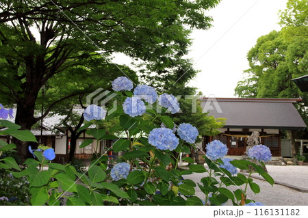 愛知　一宮　御裳神社あじさい庭園散策・60 116131182