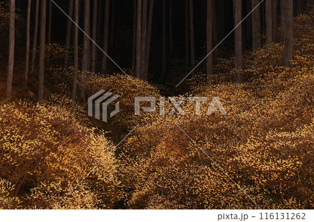 森の咲くミツマタ 116131262