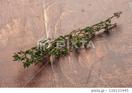Thyme - aromatic seasoning herbal plant Thyme - aromatic seasoning herbal plant 116131445