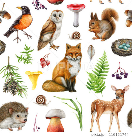 Cute painted forest animals, natural elements seamless pattern. Watercolor illustration. Hand drawn fox, squirrel, owl, robin, mushrooms elements. Woodland animals seamless pattern. White background Cute painted forest animals, natural elements seamless pattern. Watercolor illustration. Hand drawn fox, squirrel, owl, robin, mushrooms elements. Woodland animals seamless pattern. White background 116131744