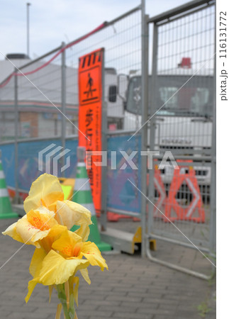 工事現場に咲く黄色いカンナの花 116131772