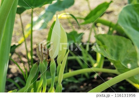 蓮芋の白い仏炎苞と包まれる花序／サトイモ科・青芋茎（青ずいき）の花 116131956