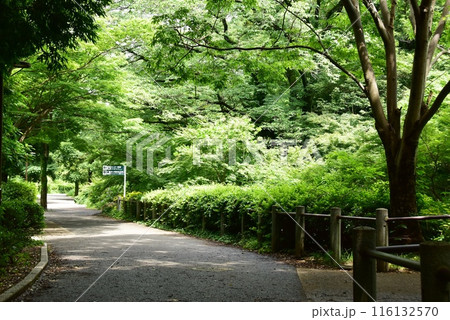 横浜市都筑区　茅ヶ崎公園の緑道せきれいのみちと新緑と道案内 116132570