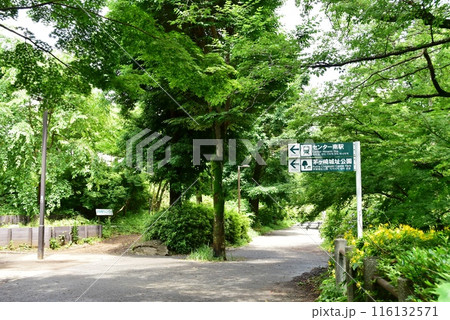 横浜市都筑区　茅ヶ崎公園の緑道せきれいのみちと新緑と道案内 116132571