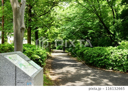 横浜市都筑区　茅ヶ崎公園の緑道せきれいのみちと新緑 116132665