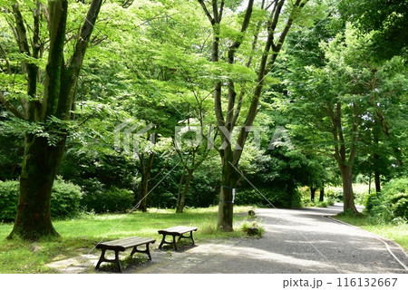 横浜市都筑区　茅ヶ崎公園の緑道せきれいのみちと新緑 116132667