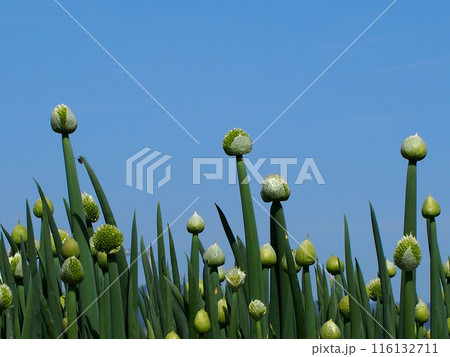 青空と開き始めたネギ坊主(香長平野の葱畑) 青空と開き始めたネギ坊主(香長平野の葱畑) 116132711