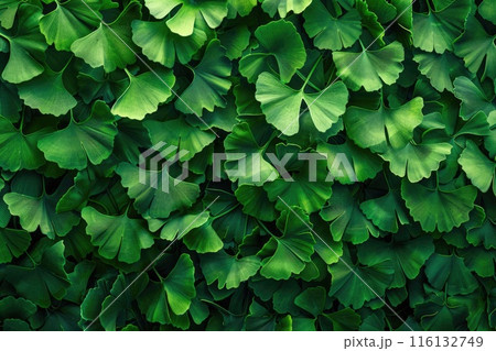 Ginkgo Leaves. Natural leaf texture background. Branches of a ginkgo tree 116132749