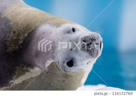 Crabeater Seal resting on a sheet of ice 116132760
