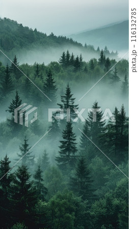 Misty forest with sunlight beams 116132785