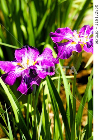 紫色が華やかな花菖蒲 116132850