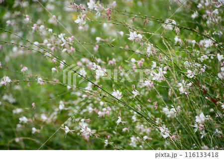 ガウラの花畑 116133418