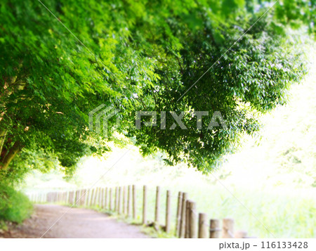緑に囲まれた森の小径 緑に囲まれた森の小径 116133428
