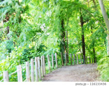 緑に囲まれた森の小径の写真素材 [116133436] - PIXTA