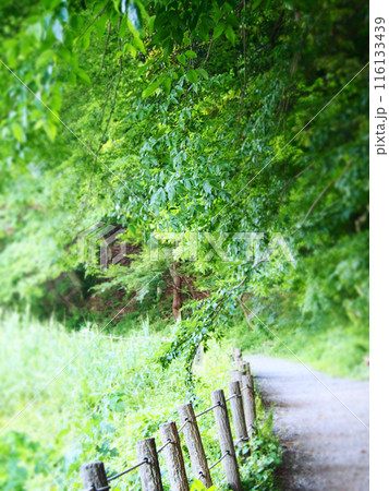 緑に囲まれた森の小径の写真素材 [116133439] - PIXTA