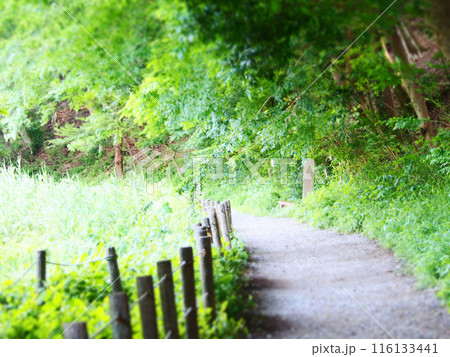 緑に囲まれた森の小径 緑に囲まれた森の小径 116133441