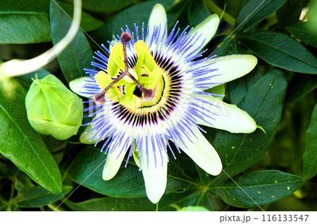 時計草の花 116133547