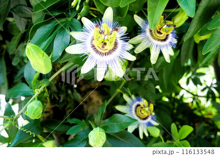 満開のトケイソウ 116133548