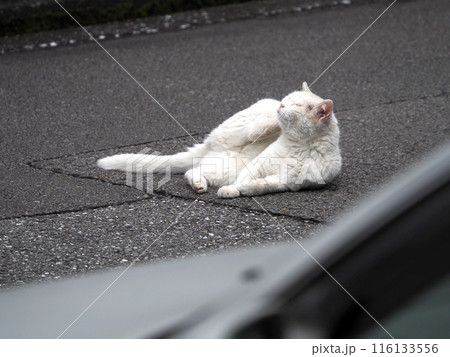 「いい気持ち…」（道路に寝て後足で首すじあたりを掻いてる白猫） 116133556