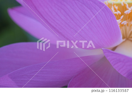 静かな蓮の花びら 116133587