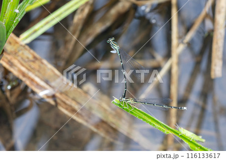 グンバイトンボの交尾 グンバイトンボの交尾 116133617