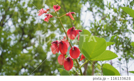 アメリカデイゴ(カイコウズ)の花 116133628