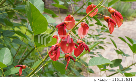 アメリカデイゴ(カイコウズ)の花 アメリカデイゴ(カイコウズ)の花 116133631