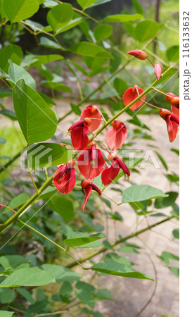 アメリカデイゴ(カイコウズ)の花 アメリカデイゴ(カイコウズ)の花 116133632