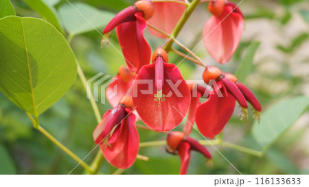 アメリカデイゴ(カイコウズ)の花 116133633