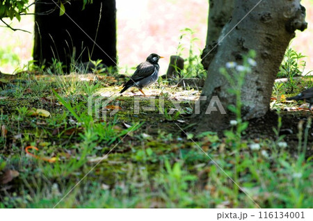 公園にいるムクドリ 公園にいるムクドリ 116134001