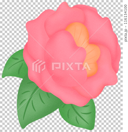 Camellia flower pink Camellia flower pink 116134100