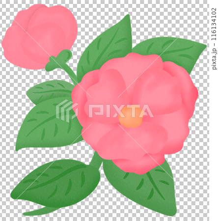 Camellia flower pink Camellia flower pink 116134102