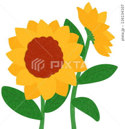 Sunflowers Sunflowers 116134107