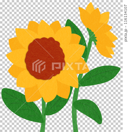 Sunflowers 116134107