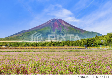 富士山と赤そば畑 ~山中湖花の都公園~ 富士山と赤そば畑 ~山中湖花の都公園~ 116134154