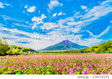 富士山と赤そば畑　～山中湖花の都公園～ 116134155