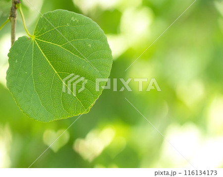光を浴びて輝くシダレカツラの若葉 光を浴びて輝くシダレカツラの若葉 116134173