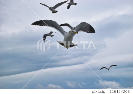 天橋立観光船でのエサやりの風景（京都府宮津市） 116134208