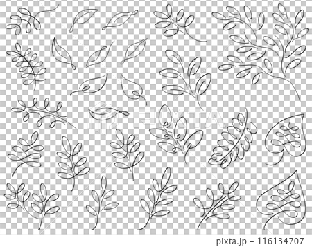 カリグラフィー調の植物の線画イラストセット 116134707