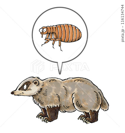 アナグマとノミ アナグマとノミ 116134744