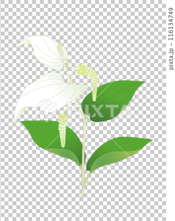 半夏生の花 116134749