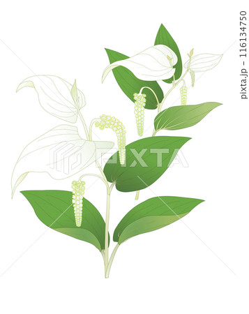半夏生の花 半夏生の花 116134750