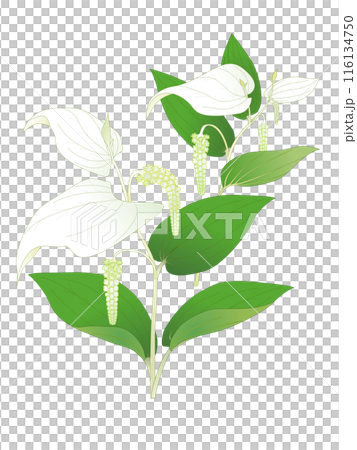 半夏生の花 半夏生の花 116134750