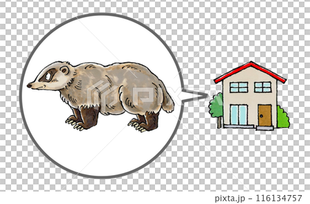Badger and house 116134757