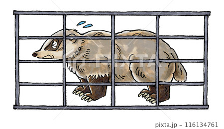 捕獲されたアナグマ 116134761