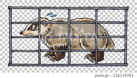捕獲されたアナグマ 116134761