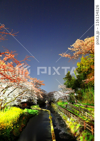 幻想的な美しさ 行屋川水辺公園の夜桜/栃木県真岡市 幻想的な美しさ 行屋川水辺公園の夜桜/栃木県真岡市 116134826